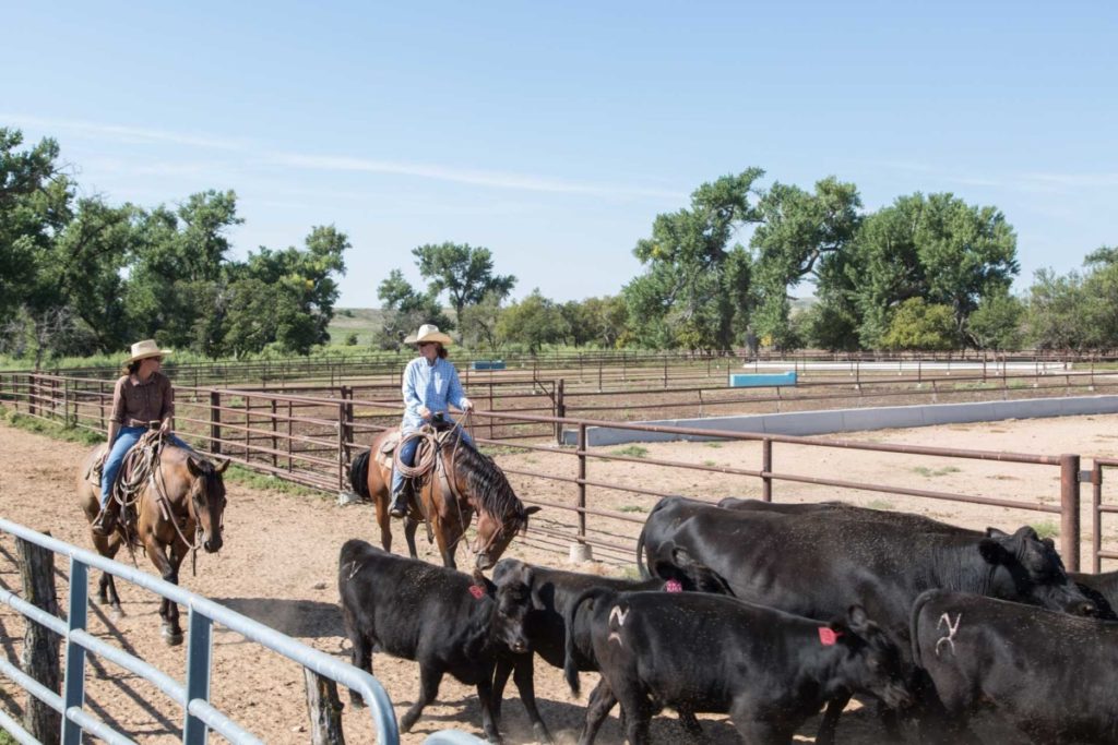 Our Story - Black Canyon Angus Beef